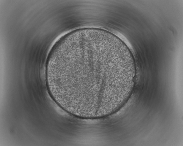 X0000113240996200910221057