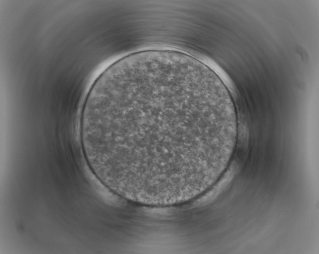 X0000113241004200910221057