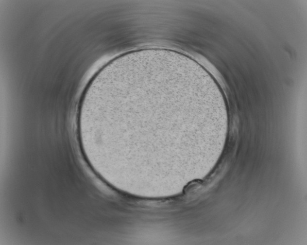 X0000113241005200910221057