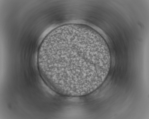 X0000113241006200910221057
