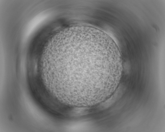 X0000113241150200910221055