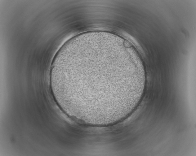 X0000113241236200910221054