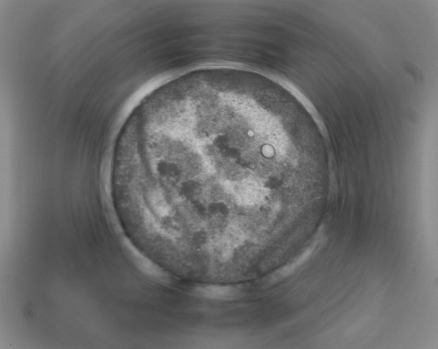 X0000113241245200910221054