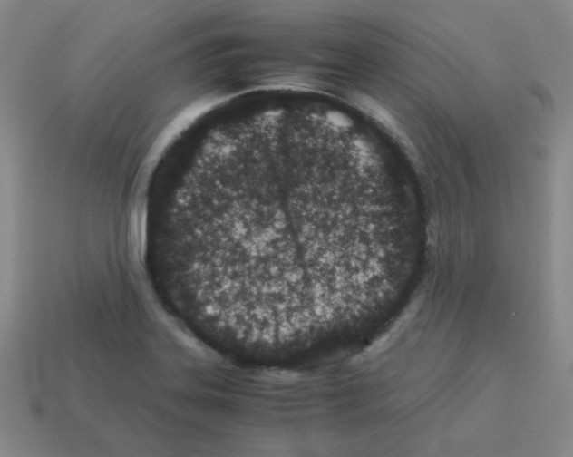 X0000113241323200910221052
