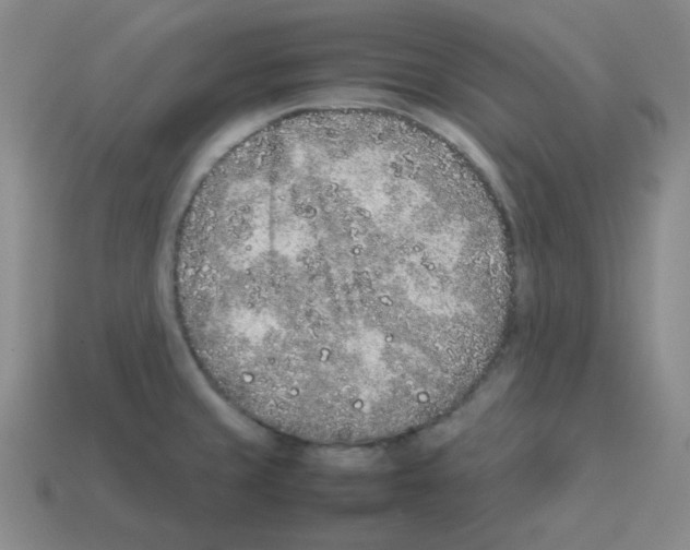 X0000113241429200910221051