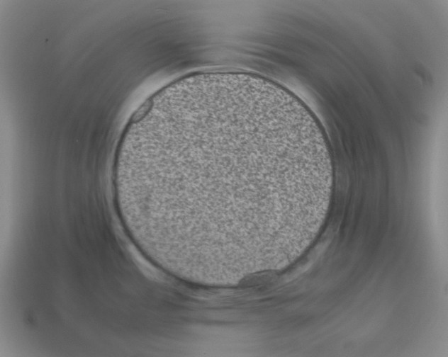 X0000113241485200910221050
