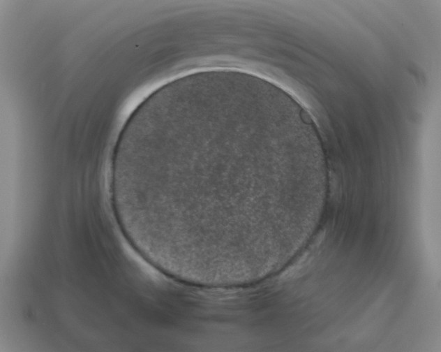 X0000113241527200910221049