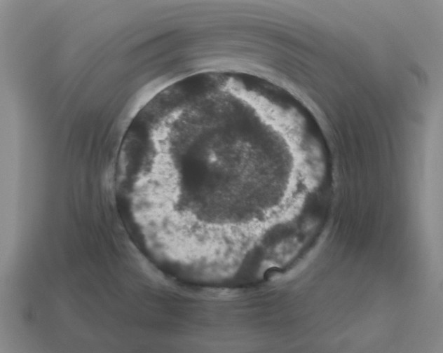 X0000113241529200910221050