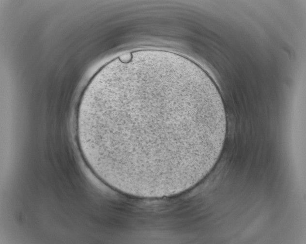 X0000113241531200910221050