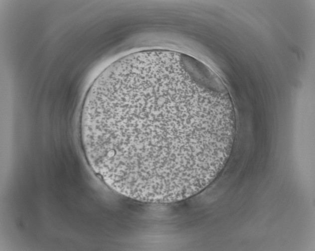 X0000113241536200910221050