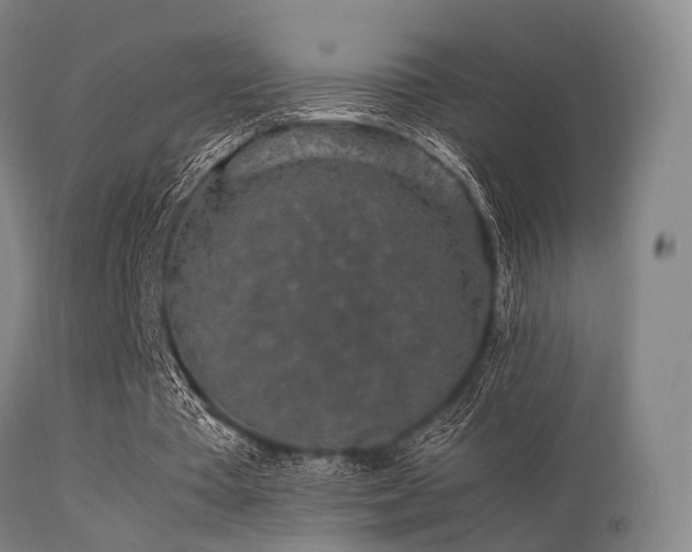 X0000113250385200909171631