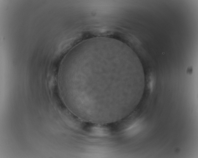 X0000113250515200909171628