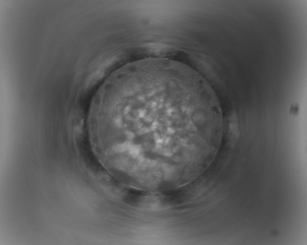 X0000113250615200909171627