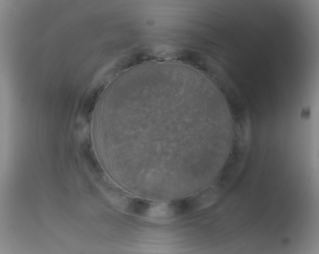 X0000113250705200909171626