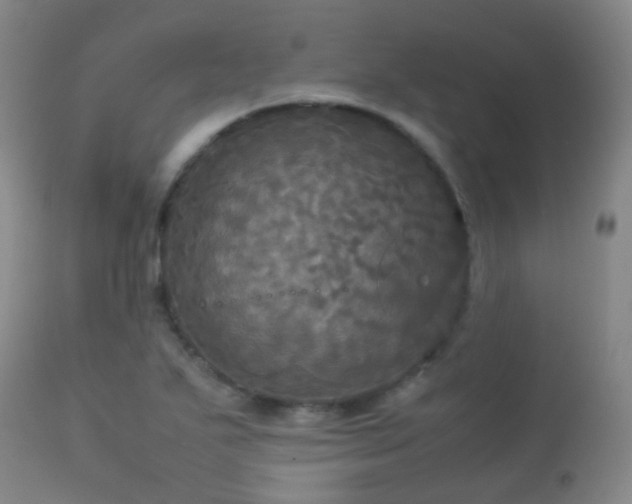 X0000113251271200909171617