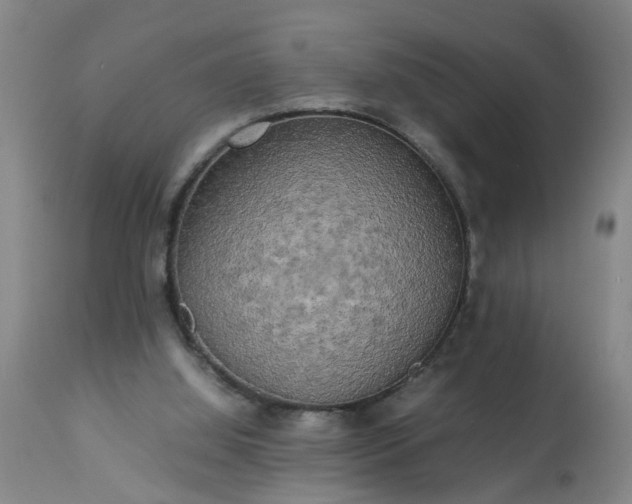 X0000113250060200909241621