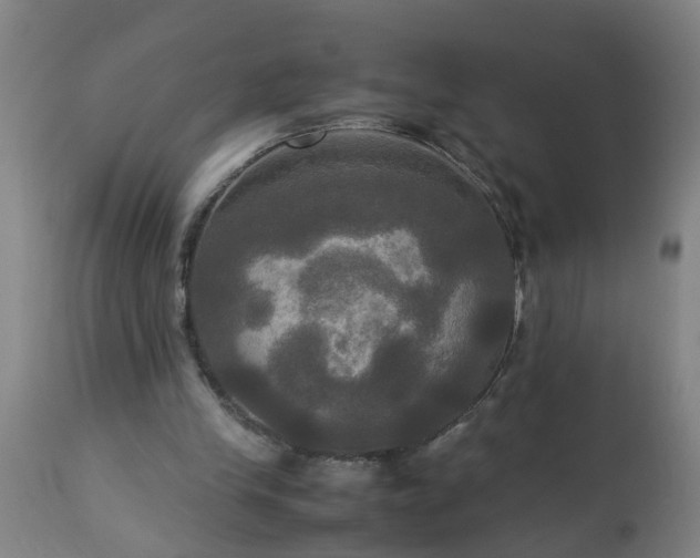 X0000113250245200909241618