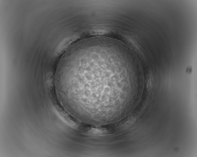 X0000113250455200909241615