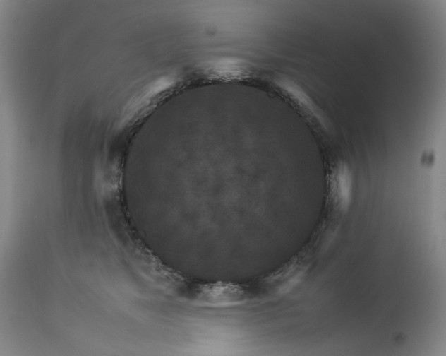 X0000113250517200909241614