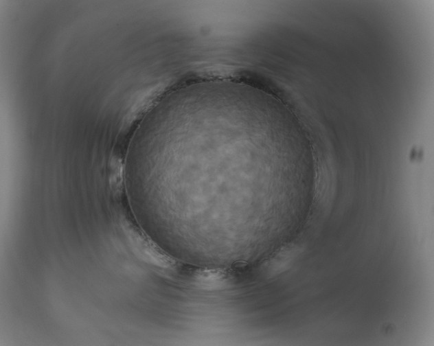 X0000113250624200909241613