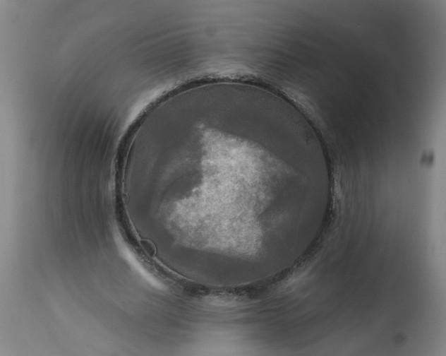 X0000113250630200909241612