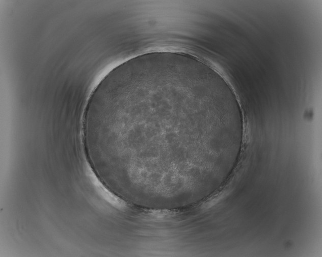 X0000113250803200909241610