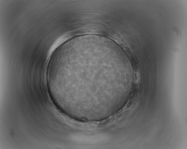 X0000113250004200910011356