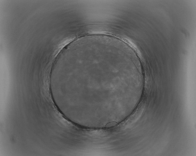 X0000113250385200910011350