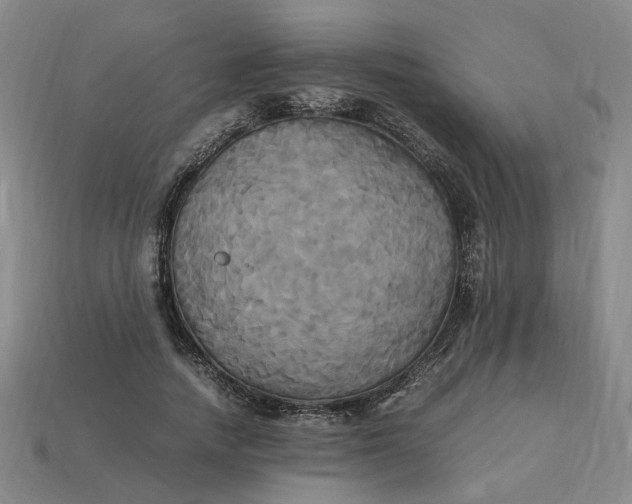 X0000113250738200910011346