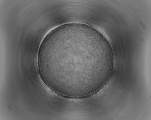 X0000113250996200910011342