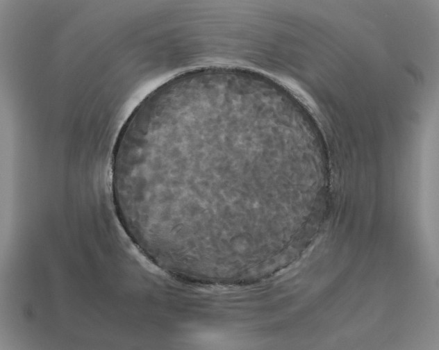 X0000113251287200910011338