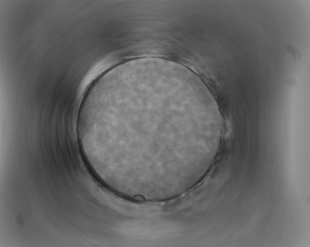 X0000113250004200910081328