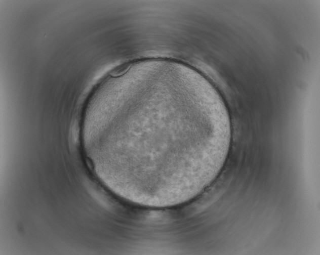 X0000113250060200910081327