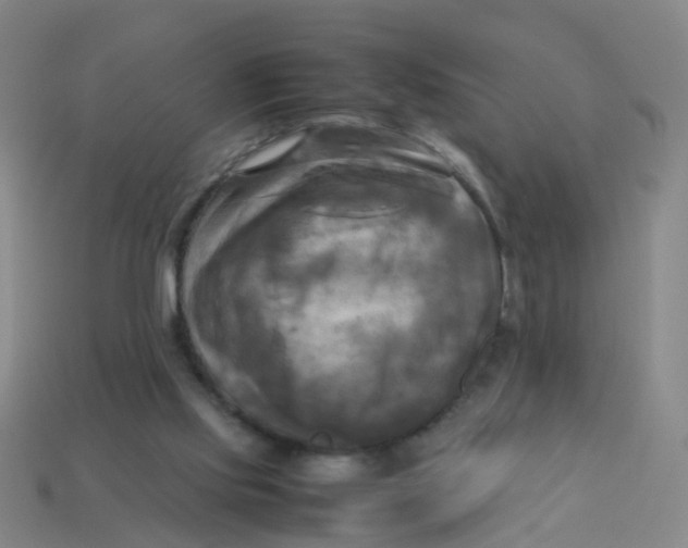 X0000113250061200910081327