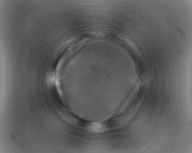 X0000113250095200910081328