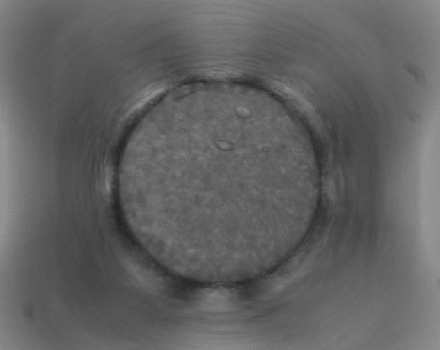 X0000113250115200910081327