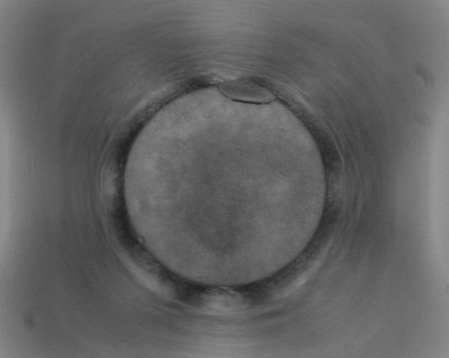 X0000113250215200910081326