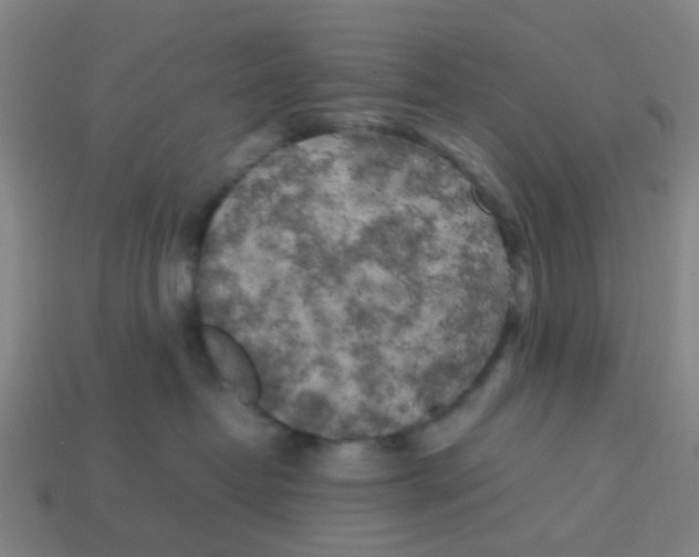 X0000113250382200910081324