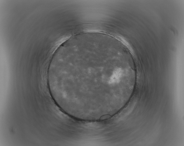 X0000113250385200910081323