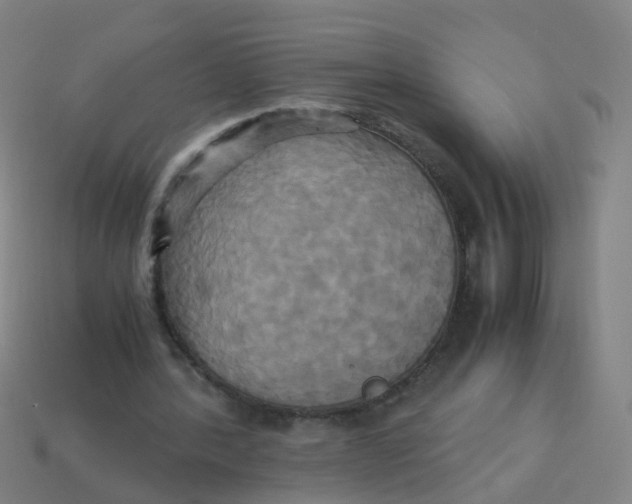 X0000113250388200910081323