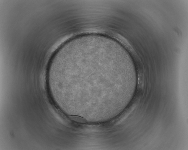 X0000113250436200910081322