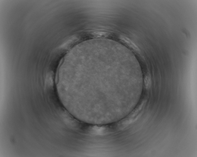 X0000113250570200910081321