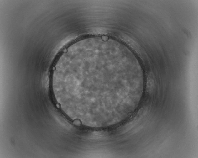 X0000113250584200910081320