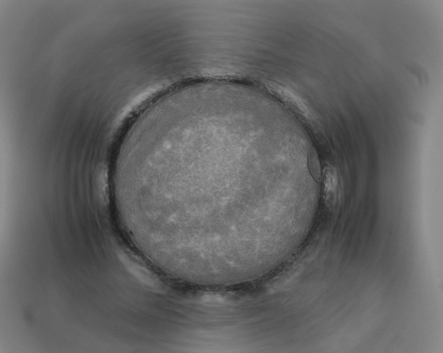 X0000113250684200910081319