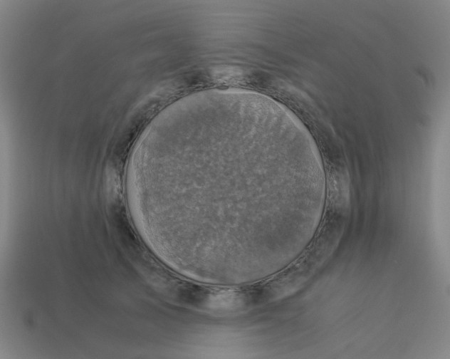 X0000113250705200910081319