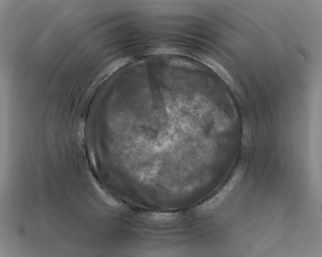 X0000113250849200910081317