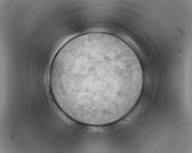 X0000113250852200910081317