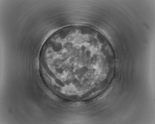 X0000113250891200910081316