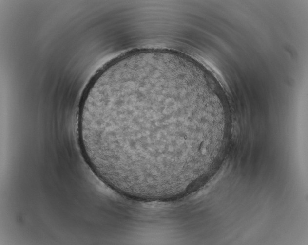 X0000113250992200910081315