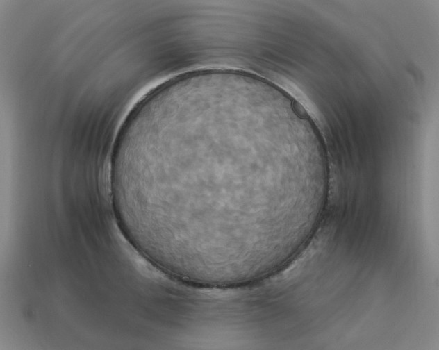 X0000113250996200910081315